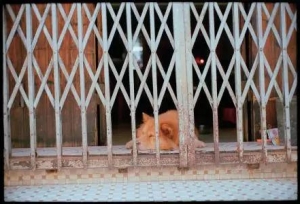 在大学宿舍养猫是一种怎样的体验？