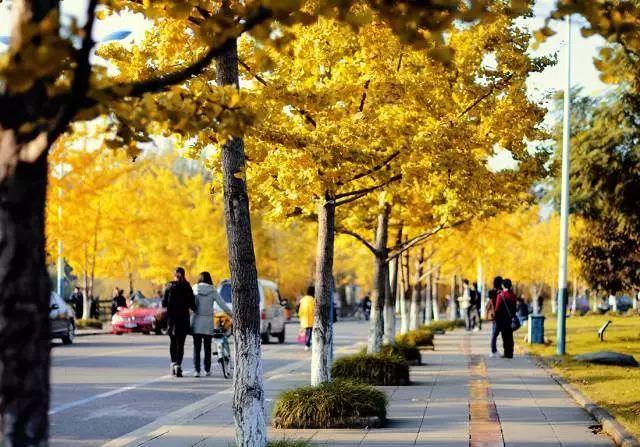 重庆大学保研率19.5%，附：保研高校详细名单