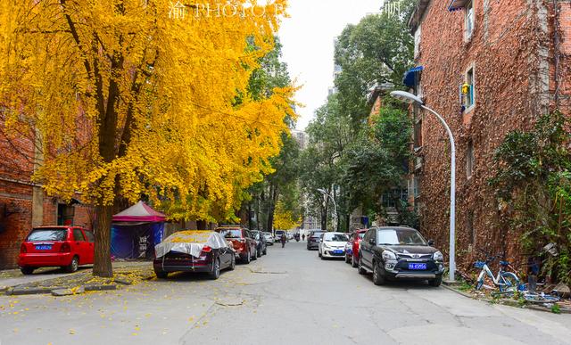 中西部最美的大学校园，去成都不该被忽视的免费景点，你去过吗？