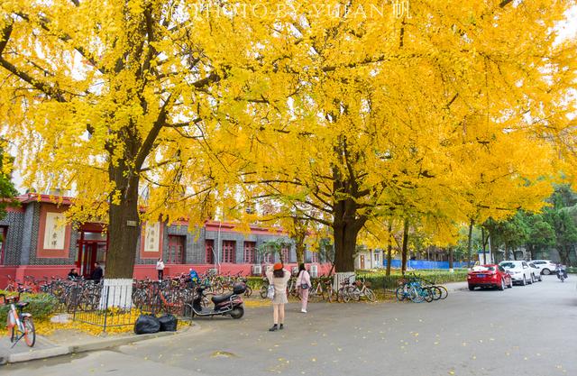 中西部最美的大学校园，去成都不该被忽视的免费景点，你去过吗？