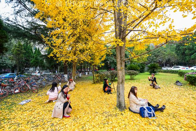 中西部最美的大学校园，去成都不该被忽视的免费景点，你去过吗？