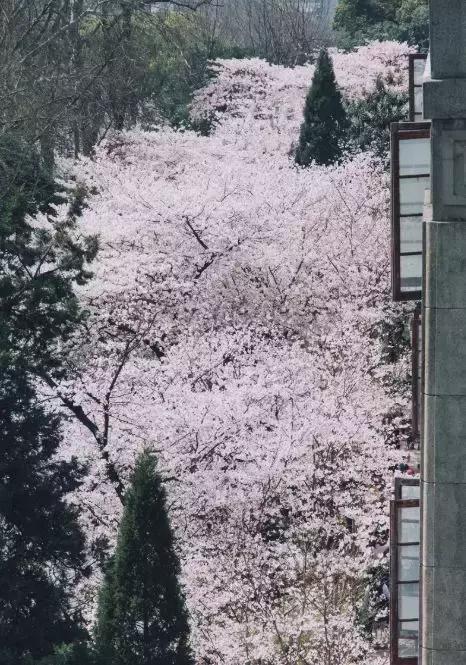 今年春天最值得去的15所高校