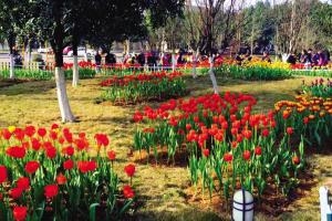 郁金香樱花都开了 高校开启赏花模式