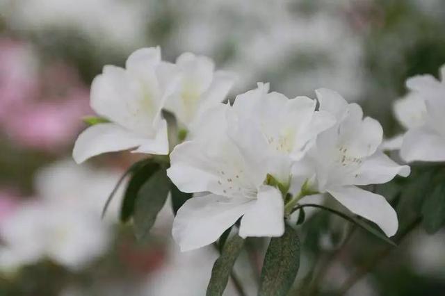 高校赏花，你不会只知“武大樱花”吧！
