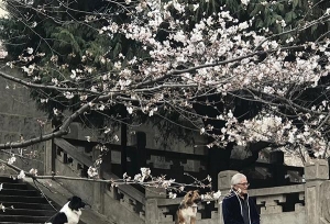 樱花季来了：武大引入高科技防黄牛，全国多
