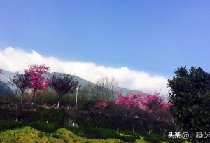 国内最美的高校之一，校园里樱花每年开两次
