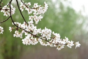 被媒体公开曝光的河北省野鸡大学