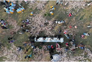 用文化的熏陶涤荡心灵，泰州高校5公里大道种植3000株樱花树