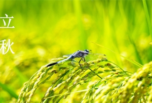 立秋换季 | 清爽告别夏日 与初秋温柔邂逅
